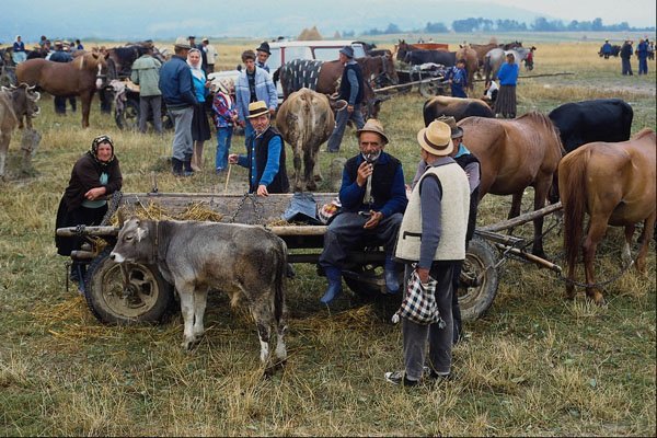 534095 Cattle Market, Sugatag, Romania A4 Photo Print