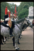 536031 Blues And Royals Horse Guards, England A4 Photo Print