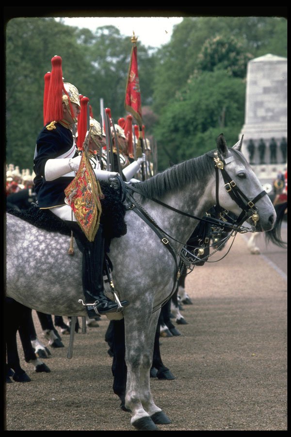 536031 Blues And Royals Horse Guards, England A4 Photo Print
