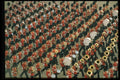 536035 Massed Bands Horse Guards Beating Retreat, England A4 Photo Print