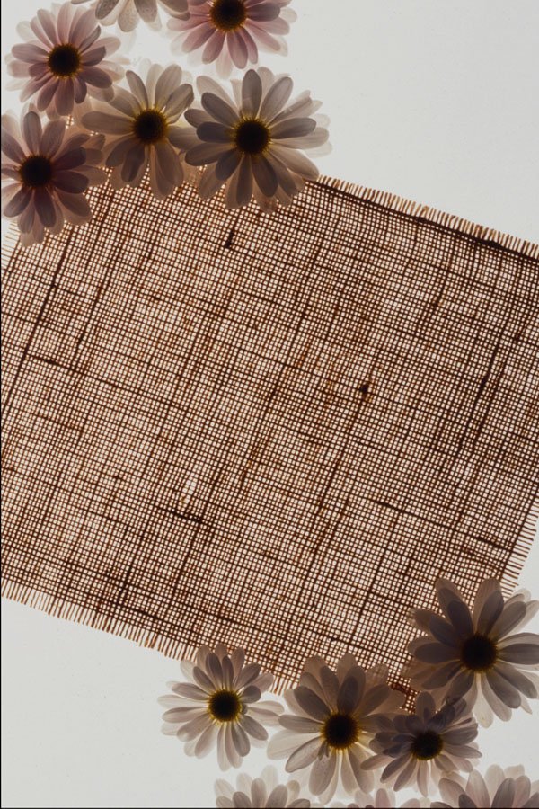 537003 Burlap And Daisies A4 Photo Print