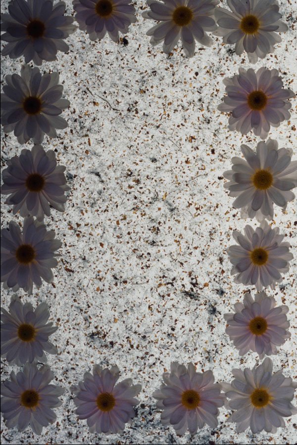 537004 Daisies A4 Photo Print