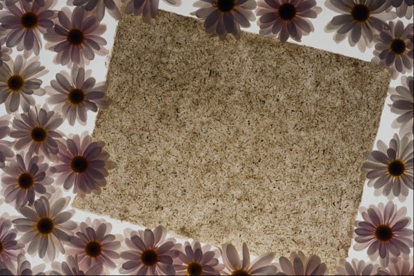 537005 Paper And Daisies A4 Photo Print
