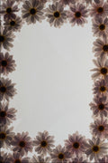 537006 Daisies A4 Photo Print