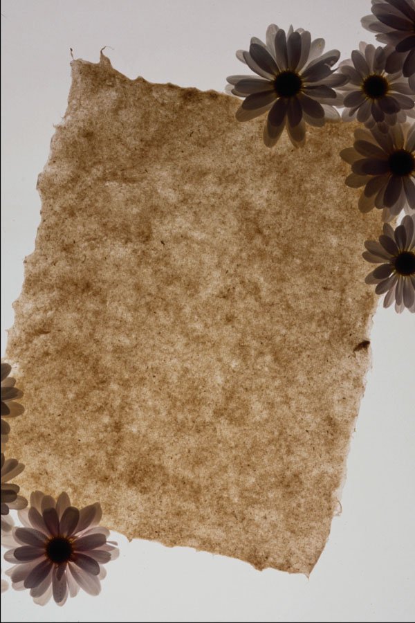 537007 Paper And Daisies A4 Photo Print