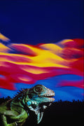 537036 Iguana A4 Photo Print