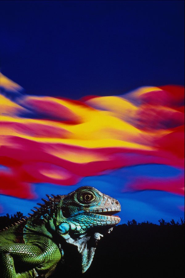 537036 Iguana A4 Photo Print