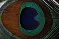 537048 Peacock Feather A4 Photo Print