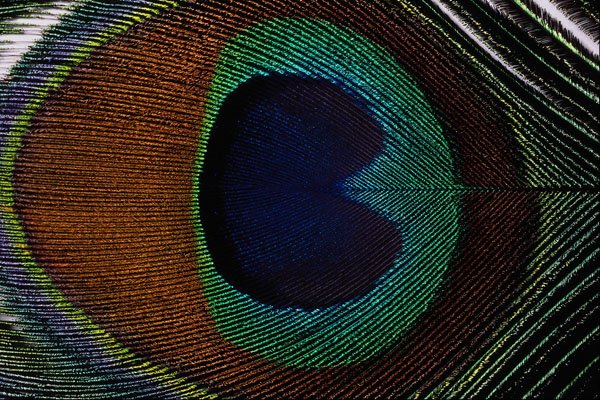 537048 Peacock Feather A4 Photo Print