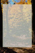 537057 Trail In Forest A4 Photo Print