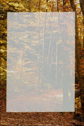 537059 Trail In Forest A4 Photo Print