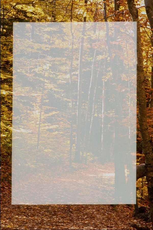 537059 Trail In Forest A4 Photo Print