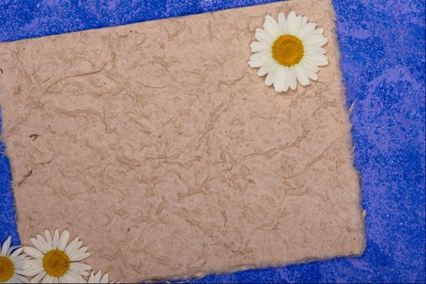537080 Paper And Daisies A4 Photo Print