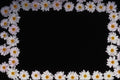 537083 Daisies A4 Photo Print