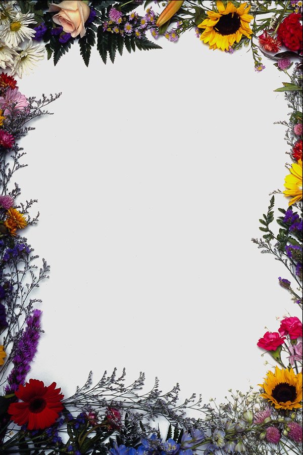 537089 Flowers A4 Photo Print