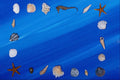 537098 Seashells A4 Photo Print