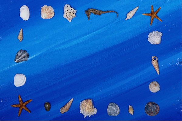 537098 Seashells A4 Photo Print