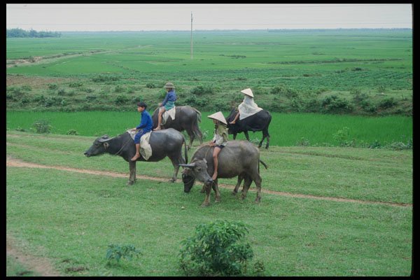 538019 Buffalo Boys In The Rain, Vietnam Laos A4 Photo Print
