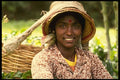 538032 Worker, Boh Tea Plantation, Malaysia A4 Photo Print