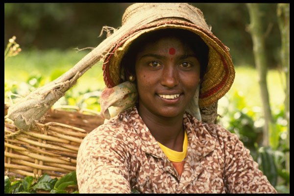 538032 Worker, Boh Tea Plantation, Malaysia A4 Photo Print