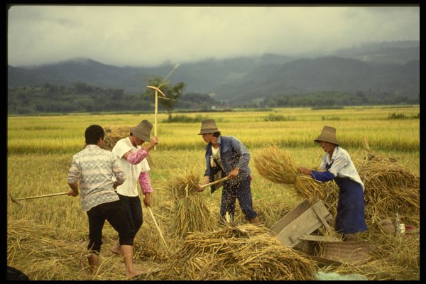 538062 Beating The Rice After Harvest, China A4 Photo Print
