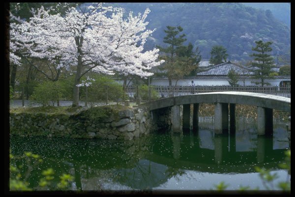 538071 Cherry Blossoms By The Bridge, Japan A4 Photo Print