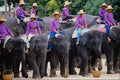 538091 Thailand Elephant Show A4 Photo Print