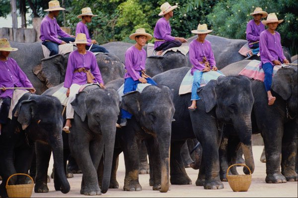 538091 Thailand Elephant Show A4 Photo Print