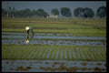 538095 Rice Fields, Vietnam A4 Photo Print