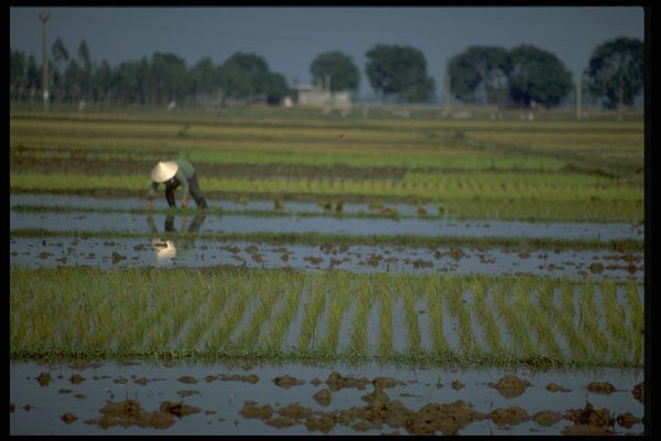 538095 Rice Fields, Vietnam A4 Photo Print