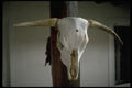 539001 Buffalo Skull, America's Southwest A4 Photo Print