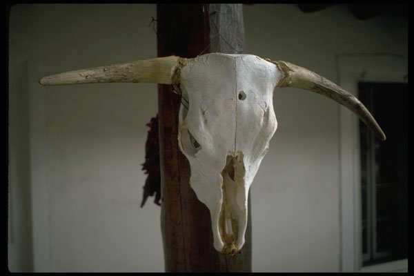 539001 Buffalo Skull, America's Southwest A4 Photo Print