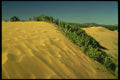 539006 Plants On Sand Dune, Utah A4 Photo Print