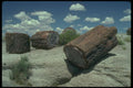 539025 Logs Exposed After Erosion, Arizona A4 Photo Print