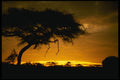 539026 Acacia Tree At Sunset, Kenya A4 Photo Print