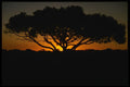 539027 Gum Tree, Australian Outback A4 Photo Print