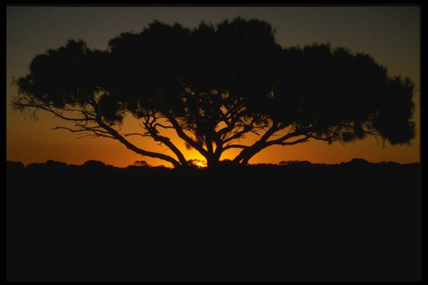 539027 Gum Tree, Australian Outback A4 Photo Print