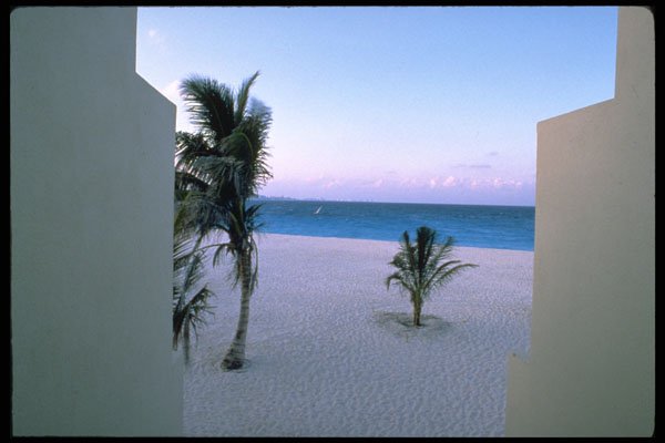 539033 Palms In Wind, Cancun, Yucatan Peninsula, Mexico A4 Photo Print