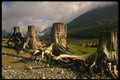 539034 Keechelus Stumps, Snoqualmie Pass, Washington A4 Photo Print