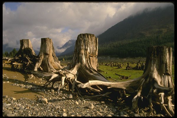 539034 Keechelus Stumps, Snoqualmie Pass, Washington A4 Photo Print