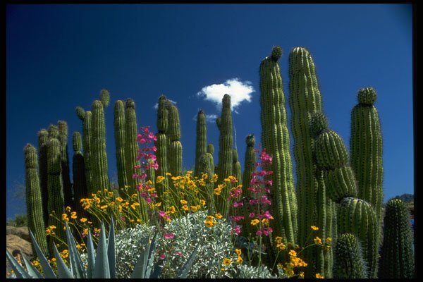 539035 Many Plants, Sonoran Desert, Arizona A4 Photo Print