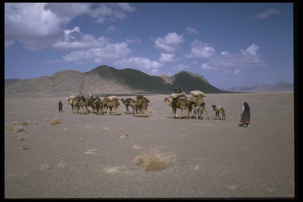 539038 Nomad Camel Train, Iran A4 Photo Print