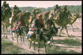 539039 Camels And Nomads Traveling Through Iran A4 Photo Print