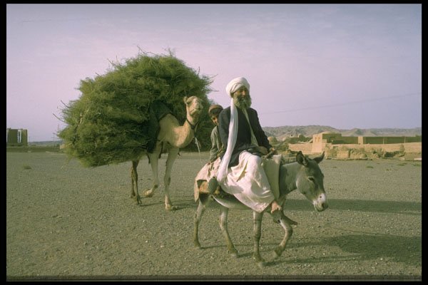 539040 Bringing Produce To The Market, Iran Afghanistan Border A4 Photo Print