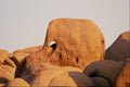 539057 Hole In Rock, Joshua Tree National Monument, California A4 Photo Print