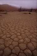 539058 Dead Vlei A4 Photo Print