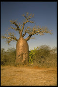 539064 Single Ancient Baobab Tree, Madagascar Island A4 Photo Print