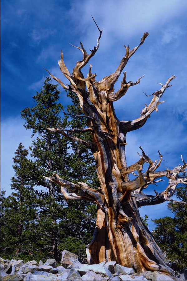539065 Bristlecone Pine And Wheeler Peak, New Mexico A4 Photo Print