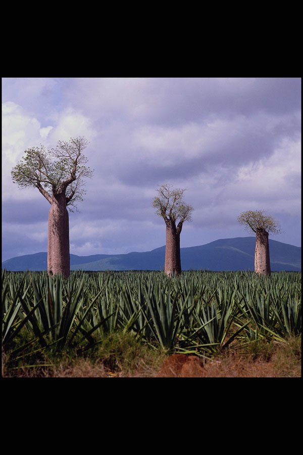 539066 Baobab Trees, Madagascar Island A4 Photo Print