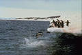 541000 Adelie Penguins In The Antarctic Glacier A4 Photo Print